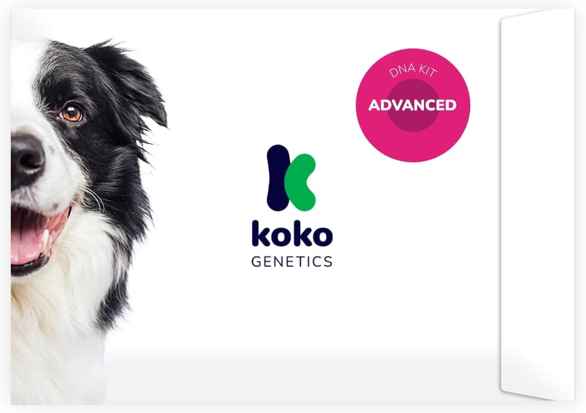 51qe6VkaYyL._AC_SL1500_.jpg Koko Genetics DNA Test for Dogs Advanced - (+175 Breeds, Health + Traits reports) - Updates at no cost - Image 1