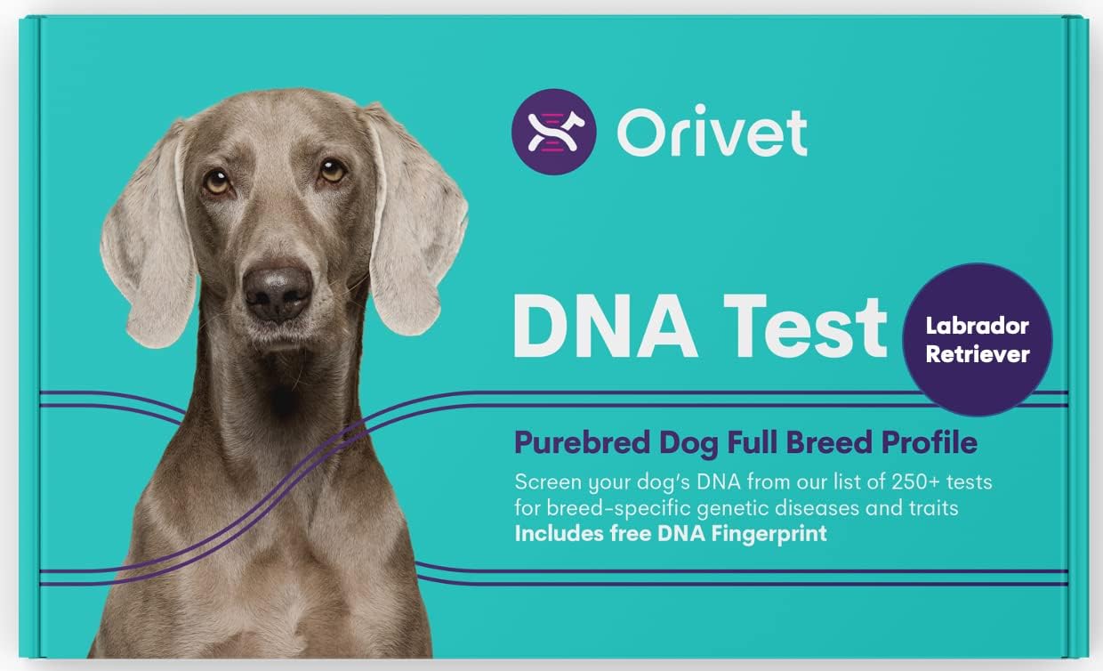 61zQkCAv3L._AC_SL1500_.jpg ORIVET Dog DNA Test Kit - Labradoodle Full Breed Profile - Image 1